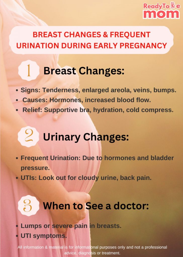 Breast Changes & Frequent Urniation During Early Pregnancy